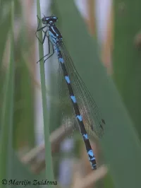 Variabele waterjuffer [Coenagrion pulchellum]
